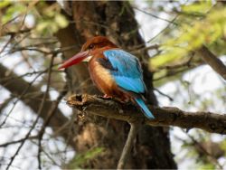 White-throated Kingfisher